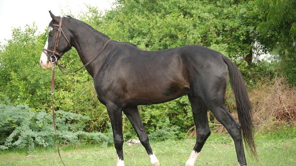 வேலை தேடுறீங்களா? ஜாக்பாட்! குதிரைக்கு முடிவெட்டுனா தினமும் ரூ 1.2 லட்சம் சம்பளம்!