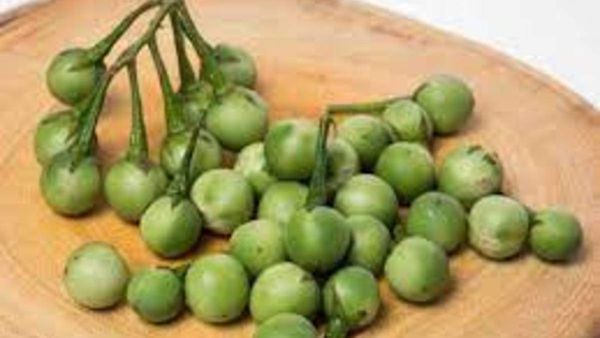 இத்துனூண்டு சுண்டைக்காய்.. சர்க்கரை, ரத்த அழுத்தத்தை கட்டுப்படுத்தும்.. ஆல் ஏரியா கில்லி!