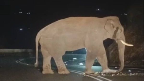 பாசக்கார நண்பா! நீ எங்கே?அரிகொம்பன் யானையை தேடி கேரளா தேசிய நெடுஞ்சாலையில் 