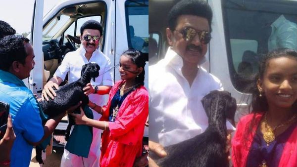 மே.. மே.. முதல்வர் ஸ்டாலின் காரை மறித்து ஆட்டுக்குட்டியை பரிசாக வழங்கிய சிறுமி.. ஒரே சிரிப்பு தான்!