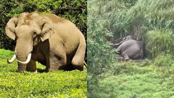 அடேய் அரிகொம்பன்! என்னா பவ்யம்டா! பச்சபுள்ளமாதிரி தூங்குறியே.. நீதானா அது.. நம்பவே முடியலையே!