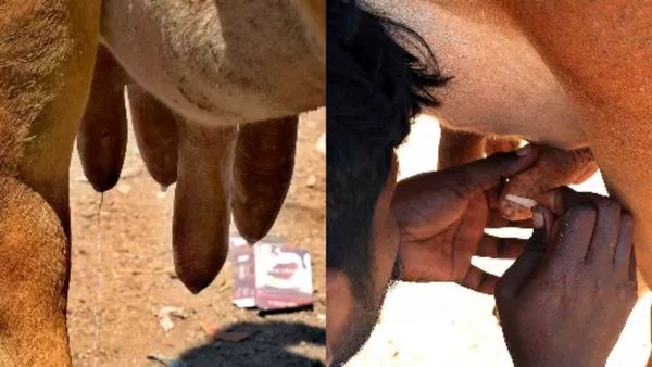 வேலூரில் ஆச்சரியம்.. அரண்ட பொய்கை.. எப்ப பார்த்தாலும் 