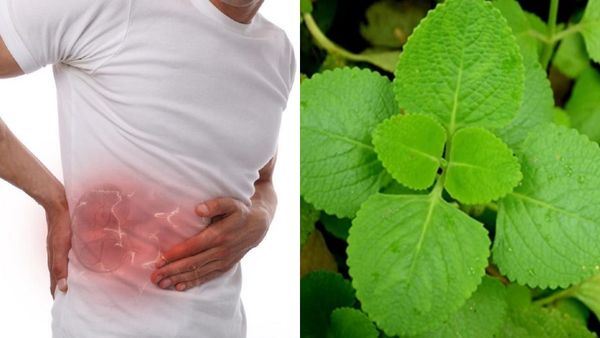 இந்த ஒரு இலை மேஜிக்கை பாருங்க! சிறுநீரக கற்களை கரைக்கும்.. ஆஸ்துமாவை விரட்டும்.. இத்தனை பயன்களா?