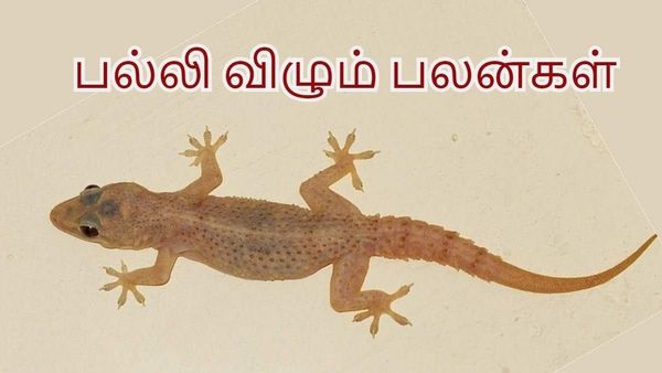 பல்லி விழும் பலன்..முகத்தில் விழுந்திருச்சா பல்லி.. இந்த பரிகாரம் பண்ணுங்க.. ஆன்மீக டிப்ஸ்