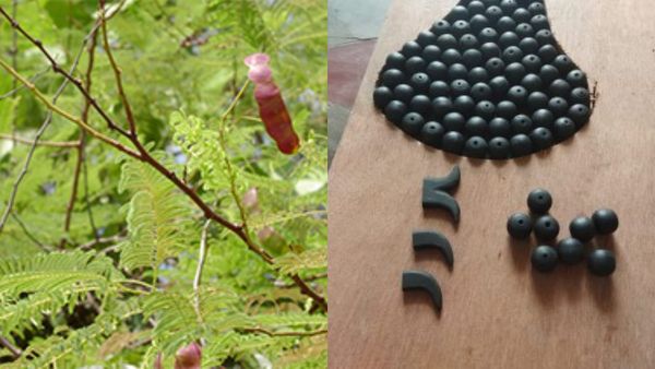 வீட்டு தோட்ட வாஸ்து டிப்ஸ்..ஆரோக்கியம் தரும் கருங்காலி, வில்வம்..எந்த திசையில் வளர்க்கலாம்