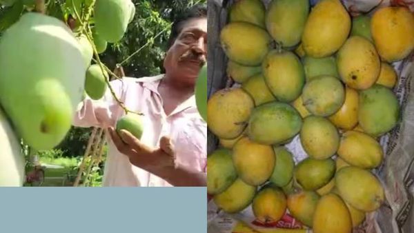 அல்போன்சா + ஃபஸ்லி + கோலப்காஸ்.. ஒரே மரத்துல 165 வகையான மாம்பழங்கள்! மாஸ் காட்டிய ஆராய்ச்சியாளர்