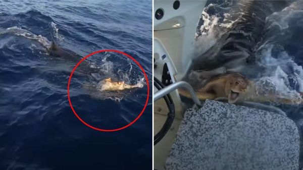 உயிருக்கு போராடிய ஆமை.. கடவுளாக மாறி காப்பாற்ற சுறா மீன் செய்த அதிசயம்.. வீடியோவை பாருங்க