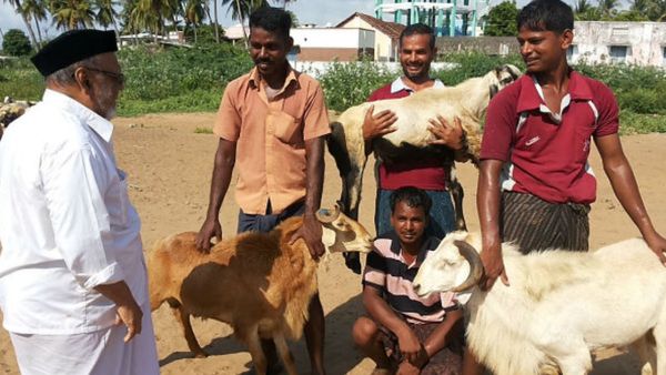 பக்ரீத் பண்டிகை! ஆடு விற்பனை அமோகம்! மணப்பாறை சந்தையில் ரூ.5 கோடி வரை நடந்த வியாபாரம்!