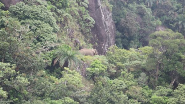 தாய்நிலம் திரும்பும் அரிகொம்பன் யானை.. கேரளா எல்லையில் இருந்து 15 கி.மீ. தொலைவில் நடமாட்டம்!