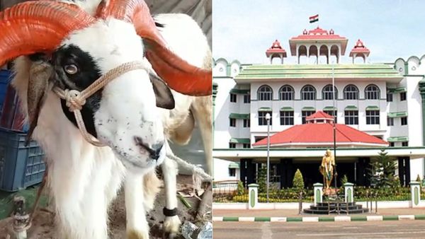 இந்தா கிளம்பிட்டாங்கல்ல.. பக்ரீத் வருதே! ஆடு, மாடுகளை பலியிட தடைகோரிய வழக்கு - மறுத்த உயர்நீதிமன்றம்