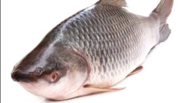 மீனுடன் கலந்த ரகசியம்.. கருவாடு சமாச்சாரம் வேற இருக்கு.. இதெல்லாம் நோட் பண்ணுங்க.. மிஸ் பண்ணாதீங்க