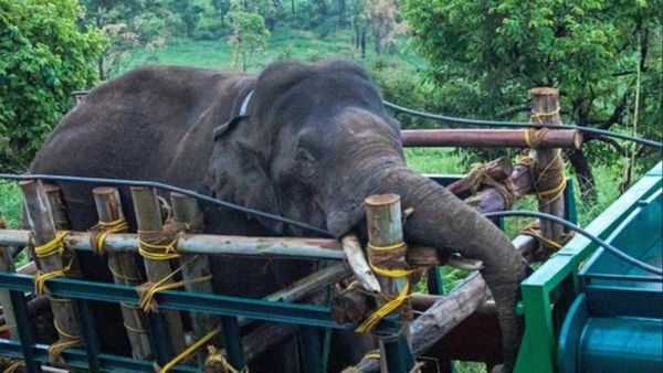 தேனி மக்களை கதி கலங்க வைத்த “அரி கொம்பன்” யானை பிடிபட்டது.. எங்கே கொண்டு விடப்படுகிறது?