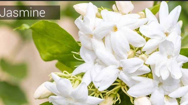 மல்லிகை மன்னன் மயங்கும் பொன்னான மலரல்லவா...வீட்டில் வைத்தால்.. பெண்கள் சூடினால் இத்தனை பலன்களா?