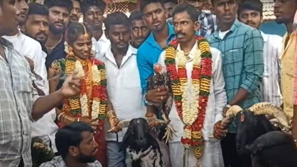 விருதுநகரே வியந்துடுச்சே.. கிடாயுடன் நெருங்கி வந்ததுமே..துள்ளி துள்ளி குதிச்ச மாப்ளை.. நரிக்குடியில்