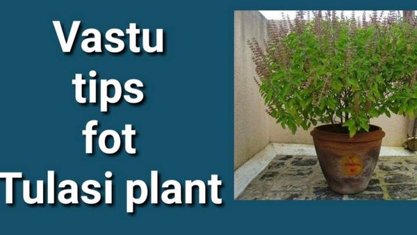 வாஸ்து டிப்ஸ்.. பண வருமானத்தை அள்ளித்தரும் அதிர்ஷ்ட செடி..எந்த திசையில் நட வேண்டும் தெரியுமா?