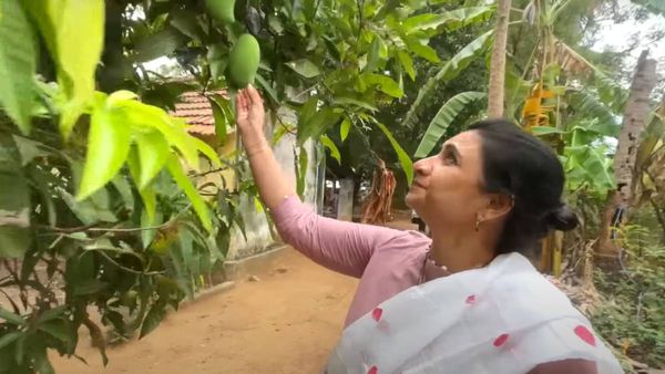 மாந்தோப்பில் கல்லை விட்டெறிந்து மாங்காய்களை பறித்த நடிகை சுஜிதா.. அய்யய்யோ ஓனர் பார்த்தா என்னவாகும்?