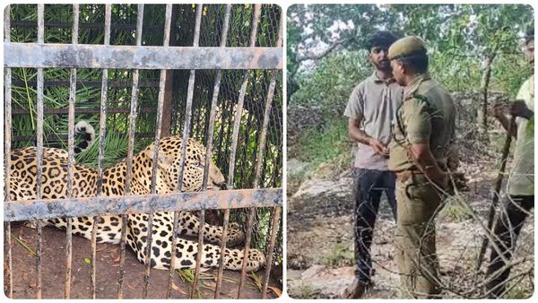 திருப்பதியில் 5 வயது சிறுவனை கவ்வி பக்தர்களை அலறவிட்ட சிறுத்தை புலி.. கூண்டு வைத்து பிடித்த வனத்துறை