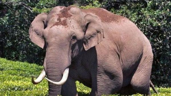 மனிதர்களுக்கு மட்டுமல்ல யானைக்கும் மன அழுத்தம் இயல்பு! அரிசி கொம்பன் யானையின் மற்றொரு முகம்!