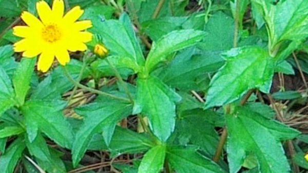 கரிசலாங்கண்ணி கீரை.. 