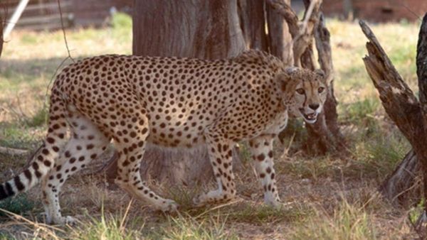 அதிகாலையில் சரிந்த சிவிங்கி புலிகள்.! 4 மாதங்களில் 8ஆவது சிவிங்கி புலி உயிரிழப்பு.! என்ன நடக்கிறது