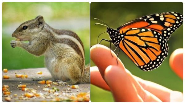 வீட்டிற்குள் அணில் வந்து போகுதா? அடி தூள்.. பட்டாம்பூச்சி வீட்டை சுற்றி வருதா? பதற்றம் வேண்டாம்