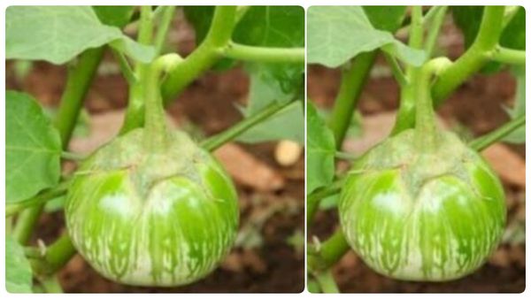 குண்டு கத்திரிக்காய் சாப்பிட்டா 