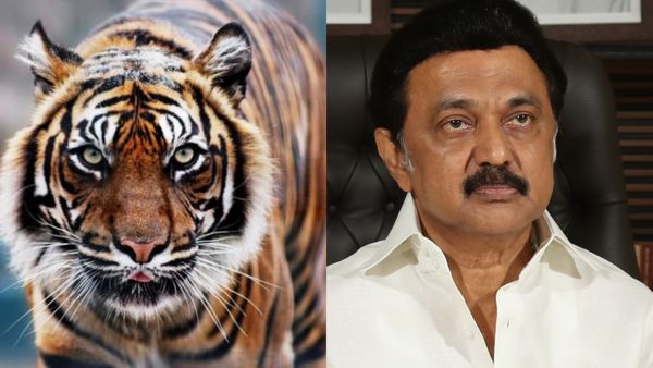 தமிழகத்தில் புலிகள் எண்ணிகை அதிகரித்துள்ளது.. 