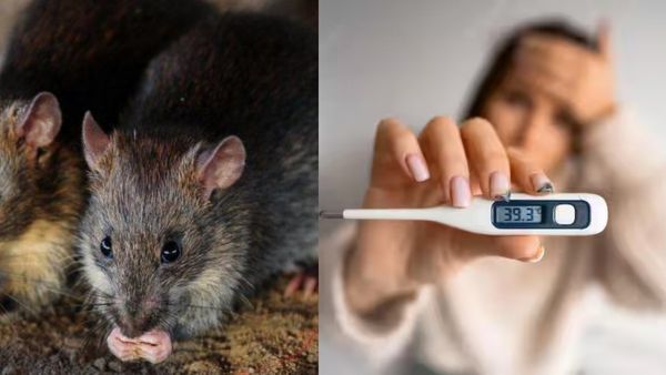 கேரளாவை அலற விடும் ‘எலி’.. தமிழ்நாட்டின் எல்லையோர மாவட்டங்களில் முன்னெச்சரிக்கை நடவடிக்கைகள் பரபர!