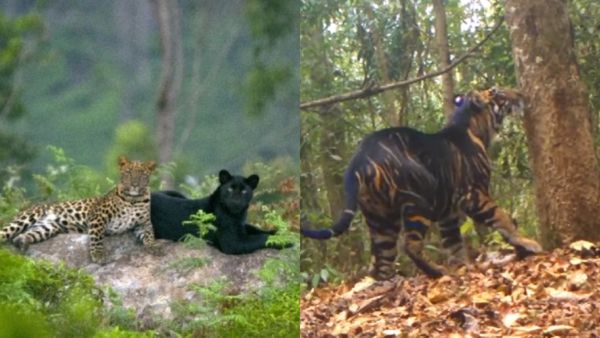 நீலகிரியில் பாறைக்கு மேலே.. என்ன அது? ஒரே ஷாக்.. இப்படி ஒரு போட்டோவை பார்த்து இருக்கவே மாட்டீங்க!