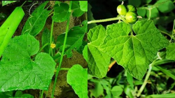 முசுமுசுக்கை இலை.. நுரையீரலின் பாதுகாவலன்..ஒரேயொரு கைப்பிடி மொசுமொசுக்கை இலையில் ஒளிந்துள்ள அற்புதம்