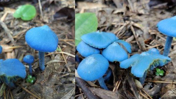 முதல் முறையாக தென்பட்ட அரிய வகை நீல நிற காளான்கள்.. சமைக்கலாமா வேண்டாமா.. ஆய்வு சொல்வது என்ன?