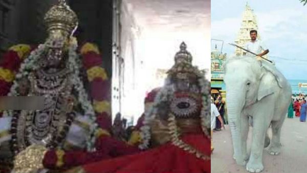 ஆடி சுவாதி.. அங்கே பாருங்க வெள்ளை யானை.. திருச்செந்தூரில் பக்தர்கள் ஆச்சரியம்.. புராண கதை தெரியுமா?