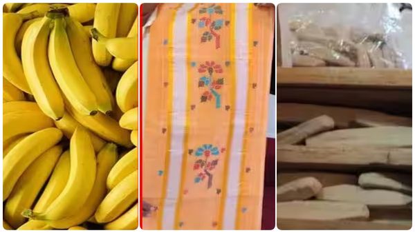 தமிழ்நாட்டிற்கு பெருமை.. செடிபுட்டா சேலை, ஜடேரி நாமக்கட்டி, மட்டி வாழைப்பழத்திற்கு புவிசார் குறியீடு