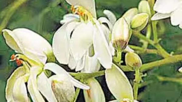 முருங்கைப்பூ.. இந்த பூவுக்குள் அதிசயம்.. தாம்பத்யம் தழைக்க + பாலியல் பிரச்சனை தீர.. இயற்கை 