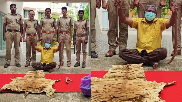 புற்றுநோய்க்கு மருந்தாம்! கோவையை நடுங்க வைத்த நாட்டு வைத்தியர்! சிக்கிய மண்ணுளி பாம்பு, புலி தோல்