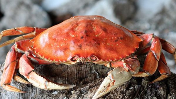 நண்டு நண்டு.. பலரும் அறியாத 