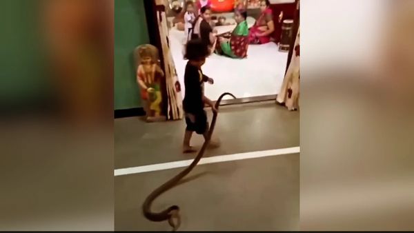 பாம்பை கையில் தூக்கி வந்த குழந்தை.. பதறி ஓடிய குடும்பத்தினர்.. கழுவி ஊற்றும் நெட்டிசன்ஸ்.. என்னாச்சு