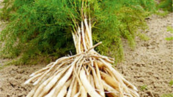 தண்ணீர்விட்டான் கிழங்கு.. உடல்எடை குறையணுமா? வரிவரி கிழங்கு இருக்கே.. சூப்பர் தண்ணீர்விட்டான் கிழங்கு