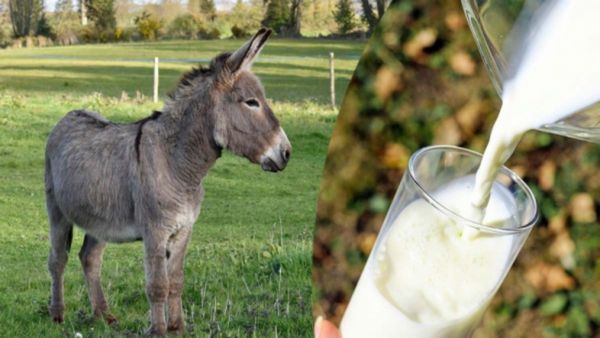 கழுதை பால் லிட்டர் ரூ.8 ஆயிரமாம்! தெலுங்கானாவில் சூடுபிடிக்கும் விற்பனை.. வரிசையில் நிற்கும் மக்கள்!