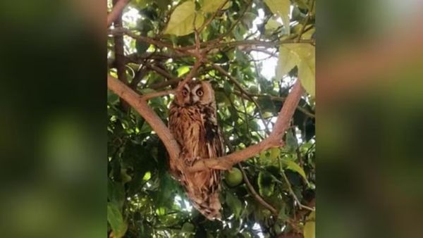 நீலகிரிக்கு வந்த விசித்திர விருந்தாளி.. இதுக்கு முன்னாடி பார்த்ததே இல்லை.. அதிர்ந்து போன மக்கள்