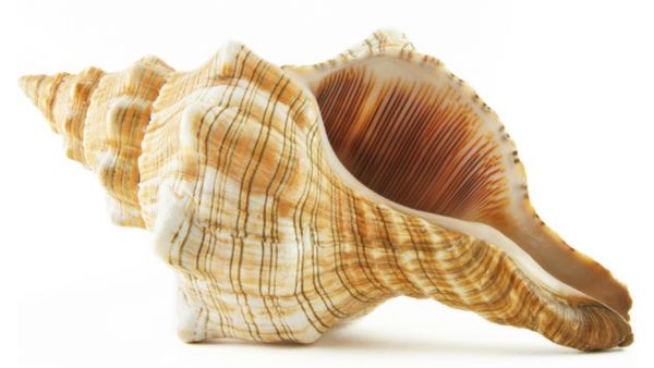 வலம்புரி சங்கு வாஸ்து டிப்ஸ்.. தவறியும் கூட இந்த தவறுகளை செய்து விடாதீர்கள்.. கடனில் சிக்குவீர்கள்