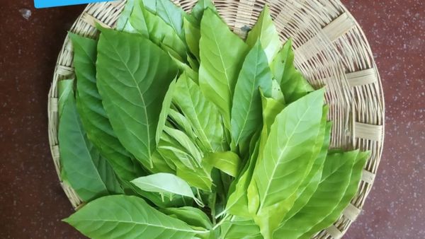 கிளுகிளுப்பு கீரை லச்ச கொட்டை.. லஜ்ஜ கீரையில் இவ்ளோ ஆச்சரியமா? இயற்கையின் 