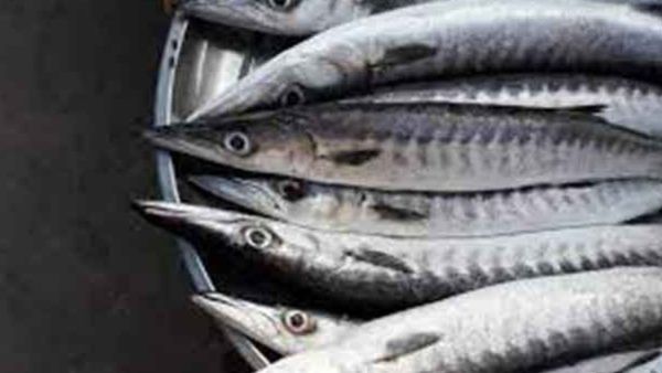 ஷீலா மீன்.. வியப்பா இருக்கே.. 