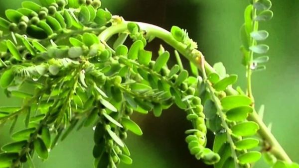 குட்டி குட்டி 