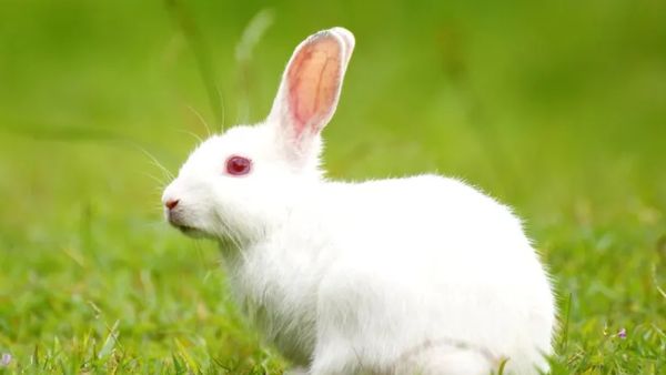 துள்ளி ஓடும் முயல்.. கையில் பிடிப்பது போல கனவு வருதா? அப்போ ஜாக்பாட் வீடு தேடி வருமாம்