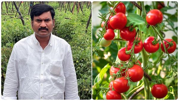 தொட்ட அனைத்திலும் தோல்வி! விடாமல் முயன்ற விவசாயி.. தக்காளியால் ஒரே மாதத்தில் கோடீஸ்வரனான கதை! செம