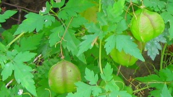 முடக்கத்தான் கீரை.. மூட்டுவாதத்தை முறித்து வேரறுக்கும் 