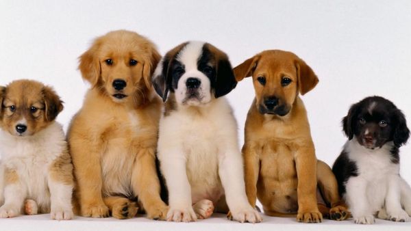 செல்லப்பிராணி வளர்க்கறீங்களா.. சென்னைவாசிகளே லைசென்ஸ் கட்டாயம்.. ஆன்லைனில் அப்ளை பண்ணுங்க