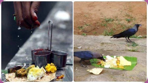காகம் வடிவில் வீட்டிற்கு வரும் முன்னோர்கள்.. ஆடி அமாவாசையில் காகத்திற்கு சாதம் கொடுக்க மறக்காதீங்க!