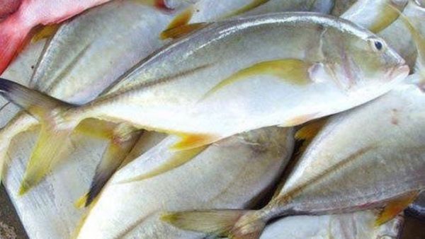 தேங்காய் பாறை மீனின் அற்புதம்.. பெண்களுக்கு வரப்பிரசாதம்.. பாறை மீன் வாங்கினால் இப்படி செய்யுங்க